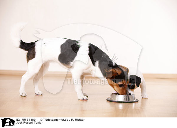 Jack Russell Terrier / Jack Russell Terrier / RR-51389