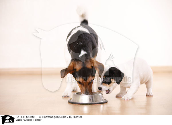 Jack Russell Terrier / Jack Russell Terrier / RR-51390