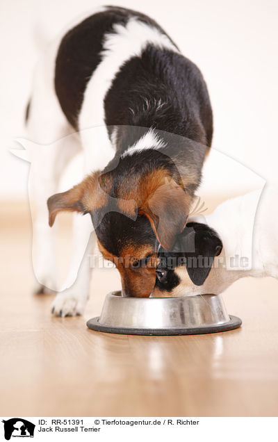 Jack Russell Terrier / Jack Russell Terrier / RR-51391