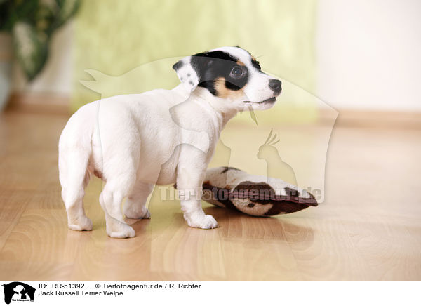 Jack Russell Terrier Welpe / Jack Russell Terrier puppy / RR-51392