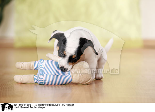 Jack Russell Terrier Welpe / Jack Russell Terrier puppy / RR-51395