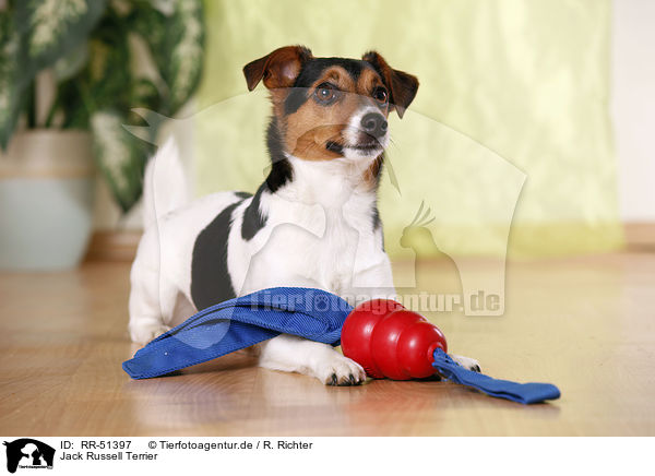 Jack Russell Terrier / Jack Russell Terrier / RR-51397