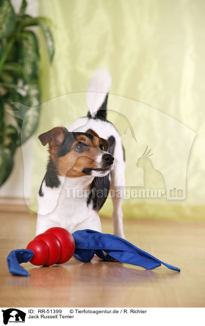 Jack Russell Terrier / Jack Russell Terrier / RR-51399