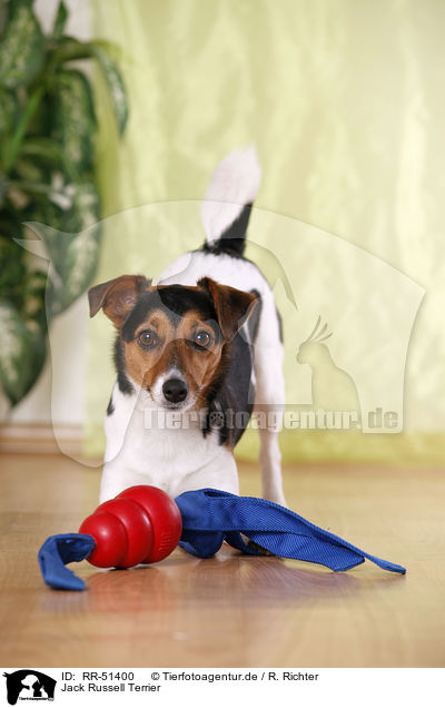 Jack Russell Terrier / Jack Russell Terrier / RR-51400
