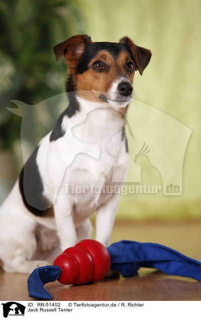Jack Russell Terrier / Jack Russell Terrier / RR-51402