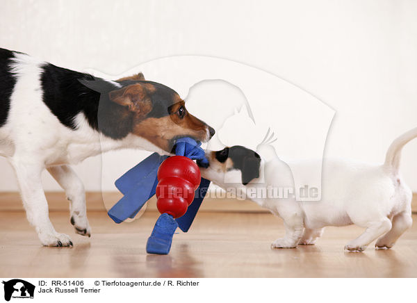 Jack Russell Terrier / Jack Russell Terrier / RR-51406