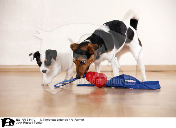 Jack Russell Terrier / Jack Russell Terrier / RR-51410