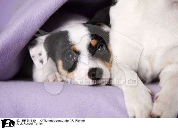 Jack Russell Terrier / Jack Russell Terrier / RR-51430