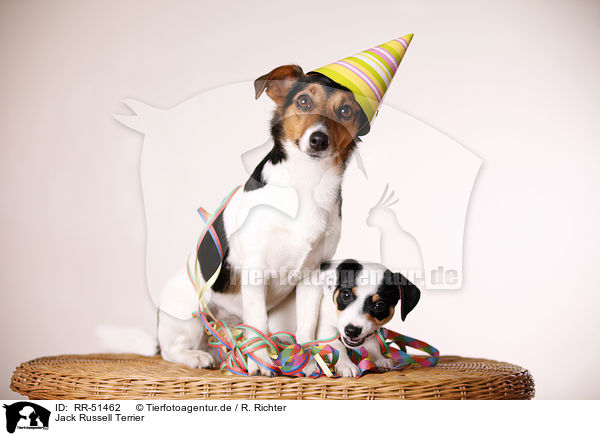 Jack Russell Terrier / RR-51462