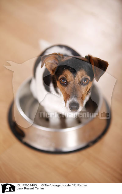 Jack Russell Terrier / Jack Russell Terrier / RR-51483