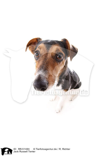Jack Russell Terrier / RR-51484