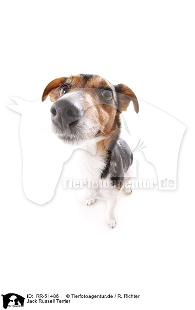 Jack Russell Terrier / RR-51486