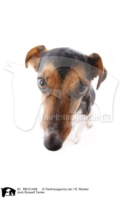 Jack Russell Terrier / RR-51488