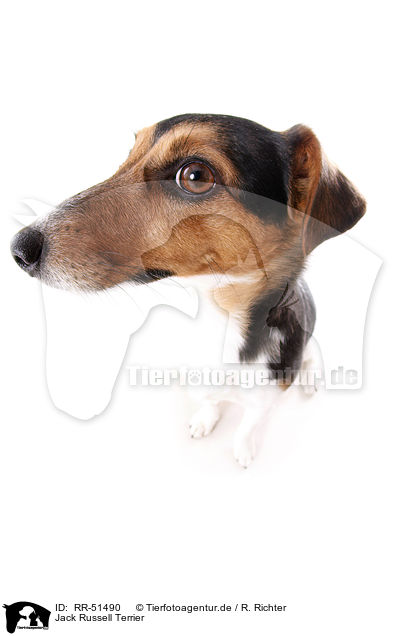 Jack Russell Terrier / RR-51490
