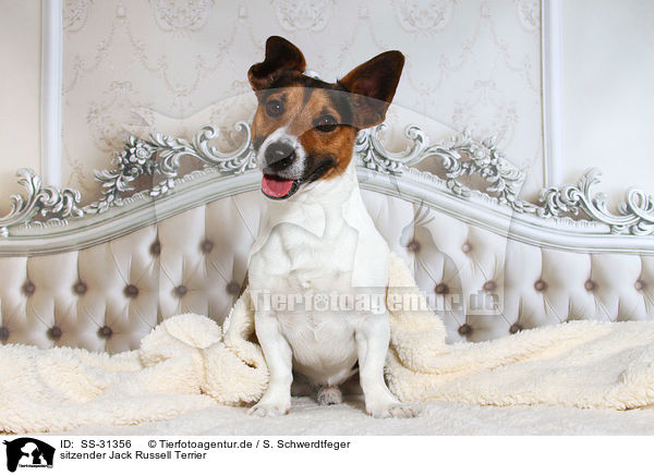 sitzender Jack Russell Terrier / sitting Jack Russell Terrier / SS-31356