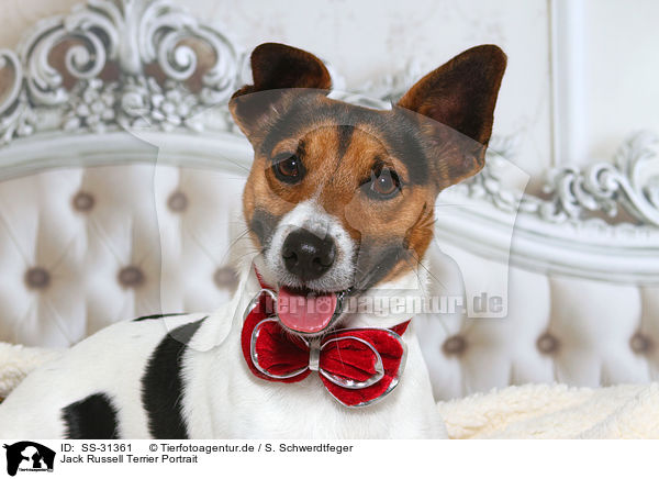 Jack Russell Terrier Portrait / SS-31361