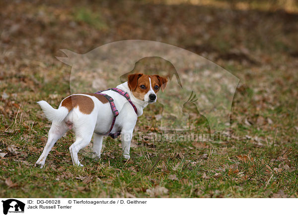 Jack Russell Terrier / DG-06028