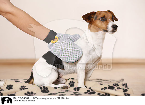 Jack Russell Terrier / RR-55064