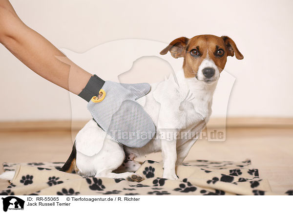 Jack Russell Terrier / Jack Russell Terrier / RR-55065