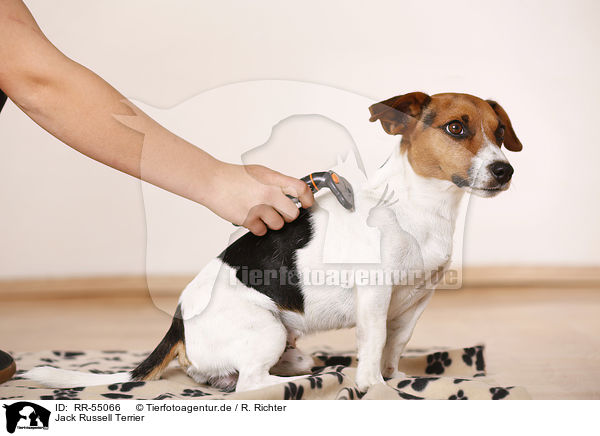 Jack Russell Terrier / RR-55066