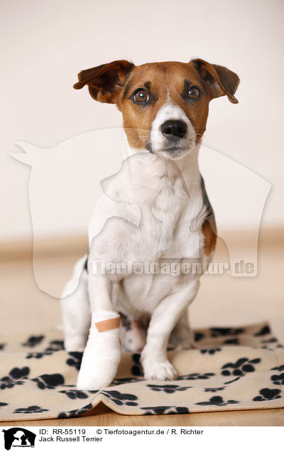 Jack Russell Terrier / Jack Russell Terrier / RR-55119