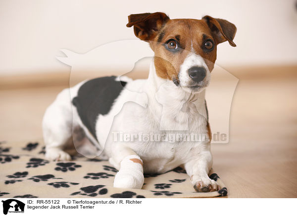 liegender Jack Russell Terrier / lying Jack Russell Terrier / RR-55122