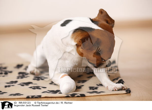 liegender Jack Russell Terrier / RR-55123