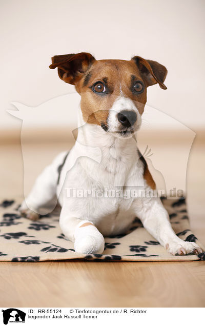 liegender Jack Russell Terrier / RR-55124