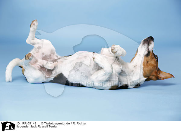 liegender Jack Russell Terrier / lying Jack Russell Terrier / RR-55142