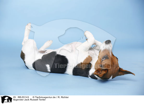 liegender Jack Russell Terrier / lying Jack Russell Terrier / RR-55143