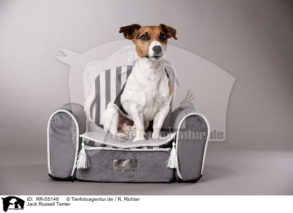 Jack Russell Terrier / RR-55146
