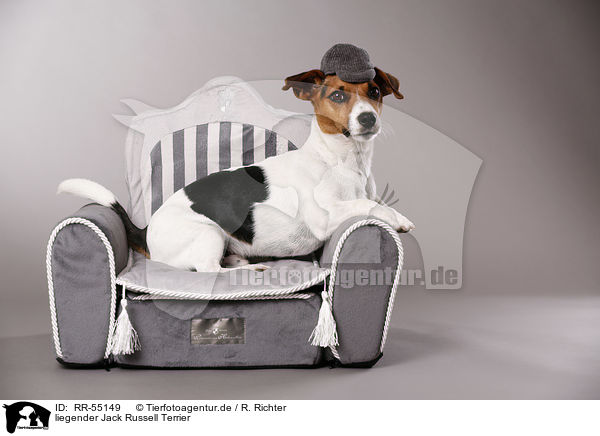 liegender Jack Russell Terrier / RR-55149