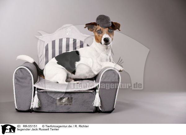 liegender Jack Russell Terrier / RR-55151