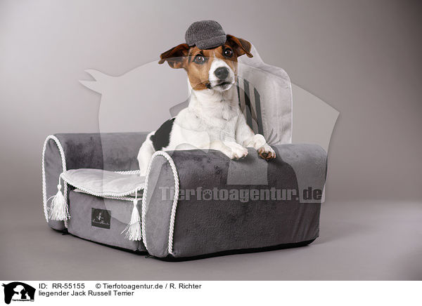liegender Jack Russell Terrier / lying Jack Russell Terrier / RR-55155