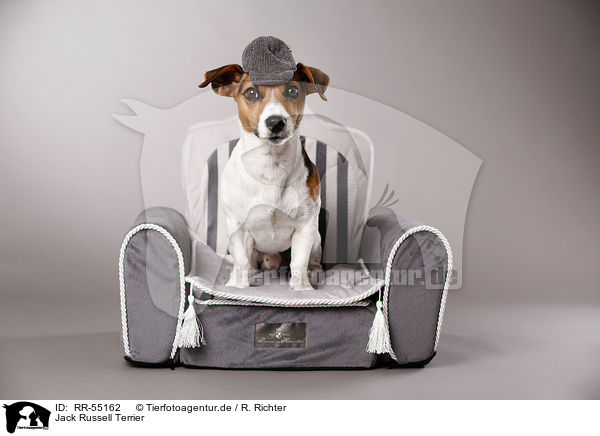 Jack Russell Terrier / RR-55162