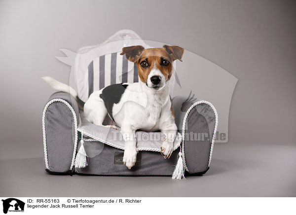 liegender Jack Russell Terrier / RR-55163