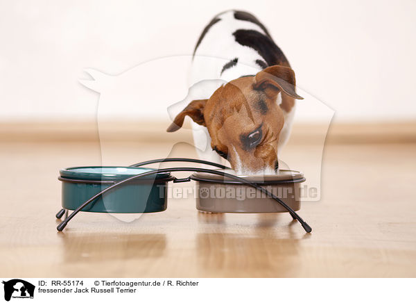 fressender Jack Russell Terrier / eating Jack Russell Terrier / RR-55174