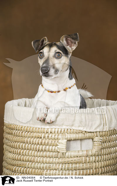 Jack Russell Terrier Portrait / Jack Russell Terrier Portrait / NN-04064