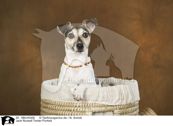 Jack Russell Terrier Portrait / Jack Russell Terrier Portrait / NN-04066