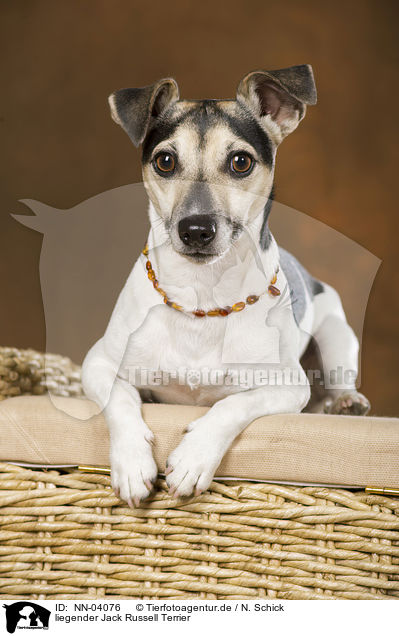 liegender Jack Russell Terrier / lying Jack Russell Terrier / NN-04076