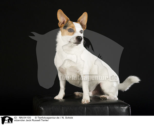 sitzender Jack Russell Terrier / sitting Jack Russell Terrier / NN-04100