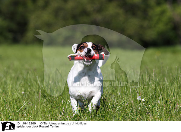 spielender Jack Russell Terrier / playing Jack Russell Terrier / JH-19269