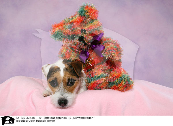 liegender Parson Russell Terrier / lying Parson Russell Terrier / SS-33435