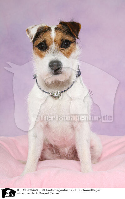 sitzender Parson Russell Terrier / sitting Parson Russell Terrier / SS-33443