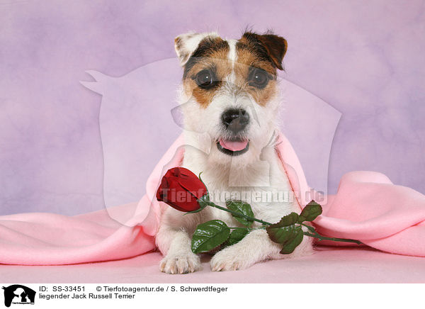 liegender Jack Russell Terrier / SS-33451
