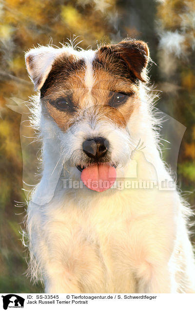 Parson Russell Terrier Portrait / Parson Russell Terrier Portrait / SS-33545