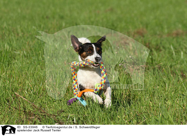 spielender Jack Russell Terrier / playing Jack Russell Terrier / SS-33946