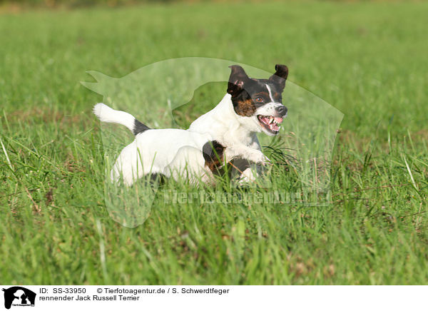 rennender Jack Russell Terrier / running Jack Russell Terrier / SS-33950