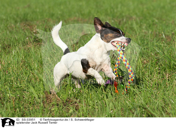 spielender Jack Russell Terrier / playing Jack Russell Terrier / SS-33951