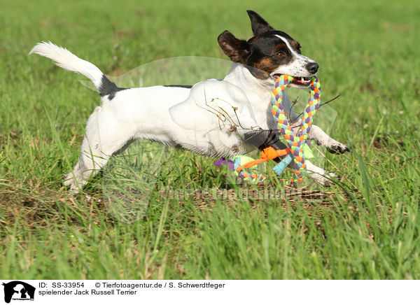 spielender Jack Russell Terrier / SS-33954